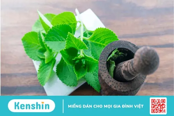 Rau tần dày lá: Chữa ho, giảm viêm họng, ngừa ung thư và 8 công dụng khác