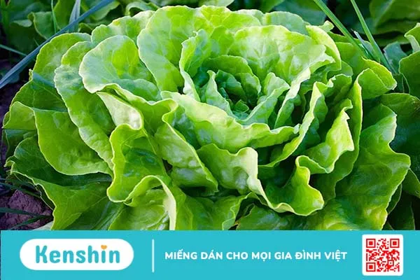 Rau xà lách và 9 lợi ích sức khỏe tuyệt vời