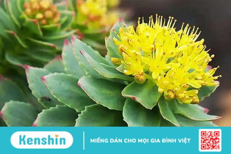 Rhodiola là gì? Lợi ích của Rhodiola Rosea đối với sức khỏe