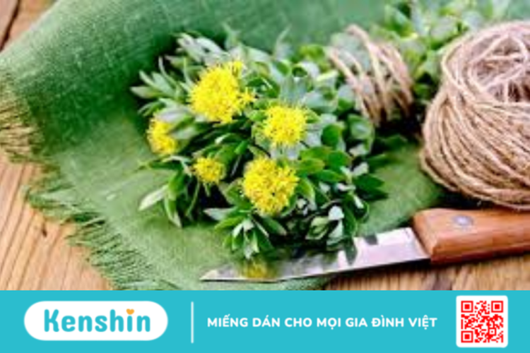 Rhodiola là gì? Lợi ích của Rhodiola Rosea đối với sức khỏe