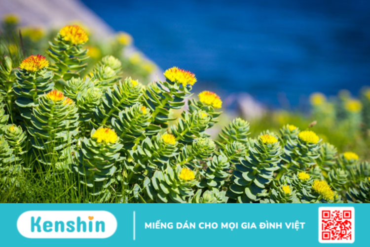 Rhodiola là gì? Lợi ích của Rhodiola Rosea đối với sức khỏe