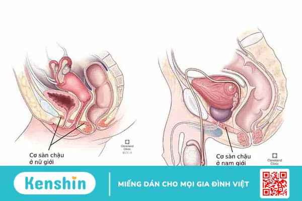 Rối loạn chức năng sàn chậu