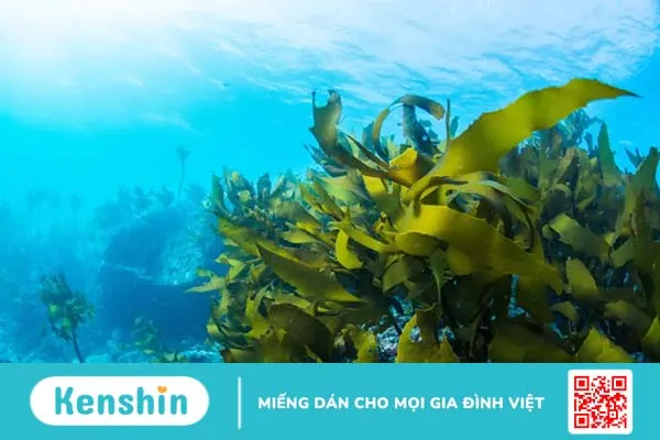 Rong biển: Nguồn dinh dưỡng từ đại dương