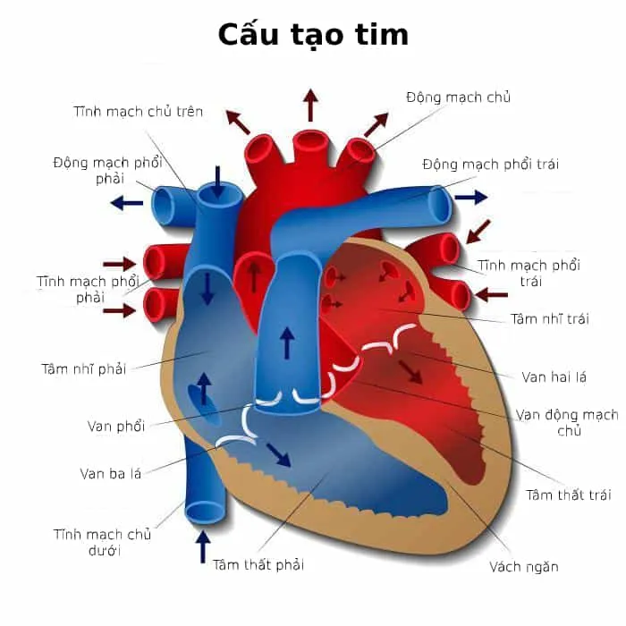 Rung tâm thất