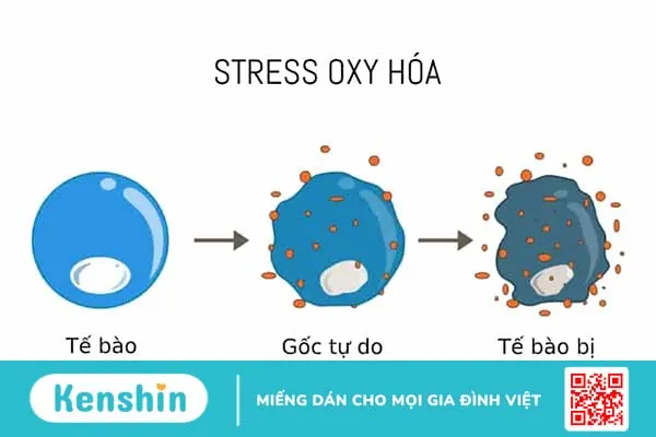 Stress oxy hóa là gì? Bạn có thể ngăn ngừa tình trạng này không?