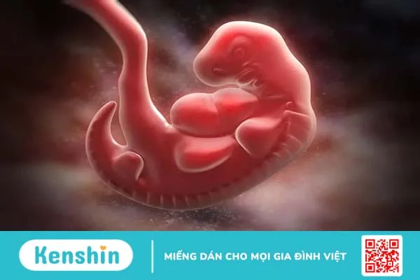 Sự phát triển của thai nhi 5 tuần tuổi và những thay đổi trong cơ thể mẹ bầu