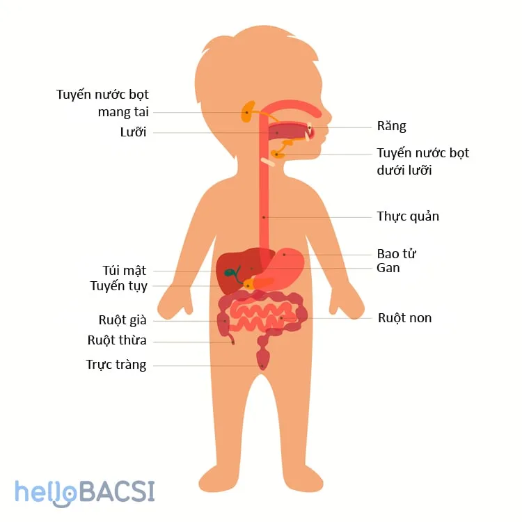 Sữa mát tốt cho hệ tiêu hóa của bé cần có thành phần nào?