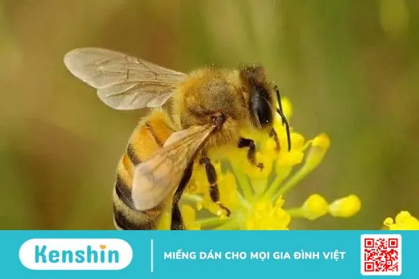 Sưng dái tai: Nguyên nhân và điều trị