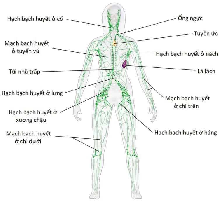 Sưng hạch bạch huyết: Nguyên nhân, dấu hiệu và cách điều trị hiệu quả