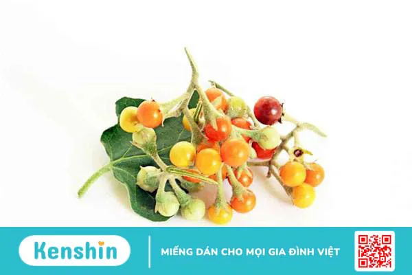 Tác dụng của cà gai leo và những lưu ý gì khi sử dụng?