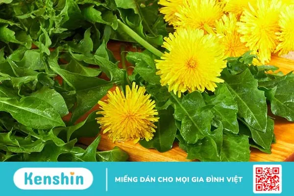 Tác dụng của cây bồ công anh: “thần dược” trong loài cây mọc dại