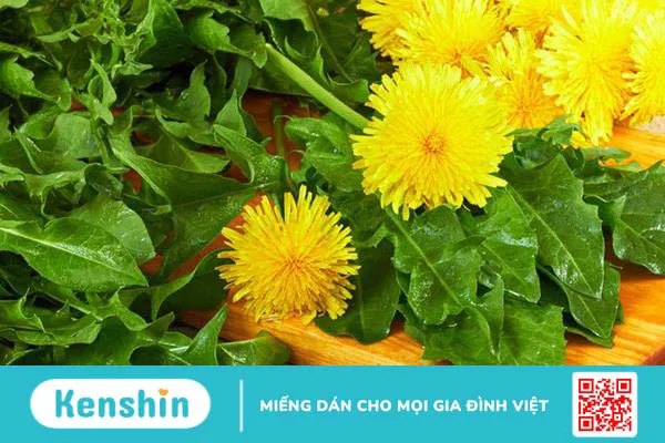 Tác dụng của cây bồ công anh: “thần dược” trong loài cây mọc dại