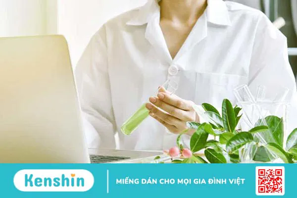 Tác dụng của cây xạ đen và gợi ý những bài thuốc trị bệnh