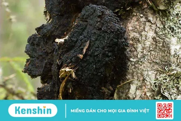 Tác dụng của nấm chaga mà ít ai biết đến