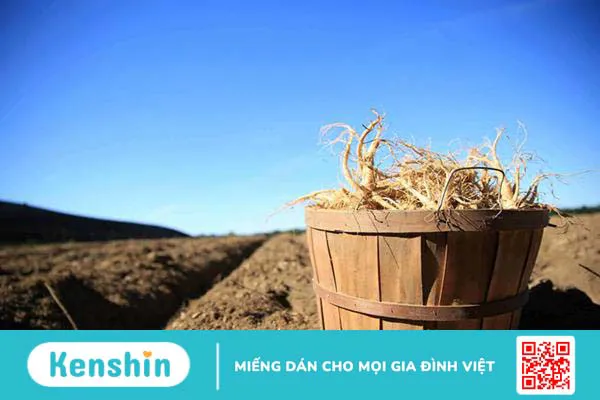 Tác dụng của nhân sâm: Liệu bạn đã biết hết?