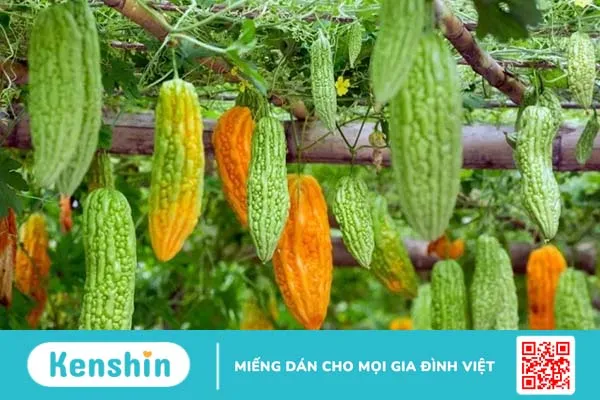 Tác dụng của trái khổ qua là gì? Ăn nhiều có tốt không?