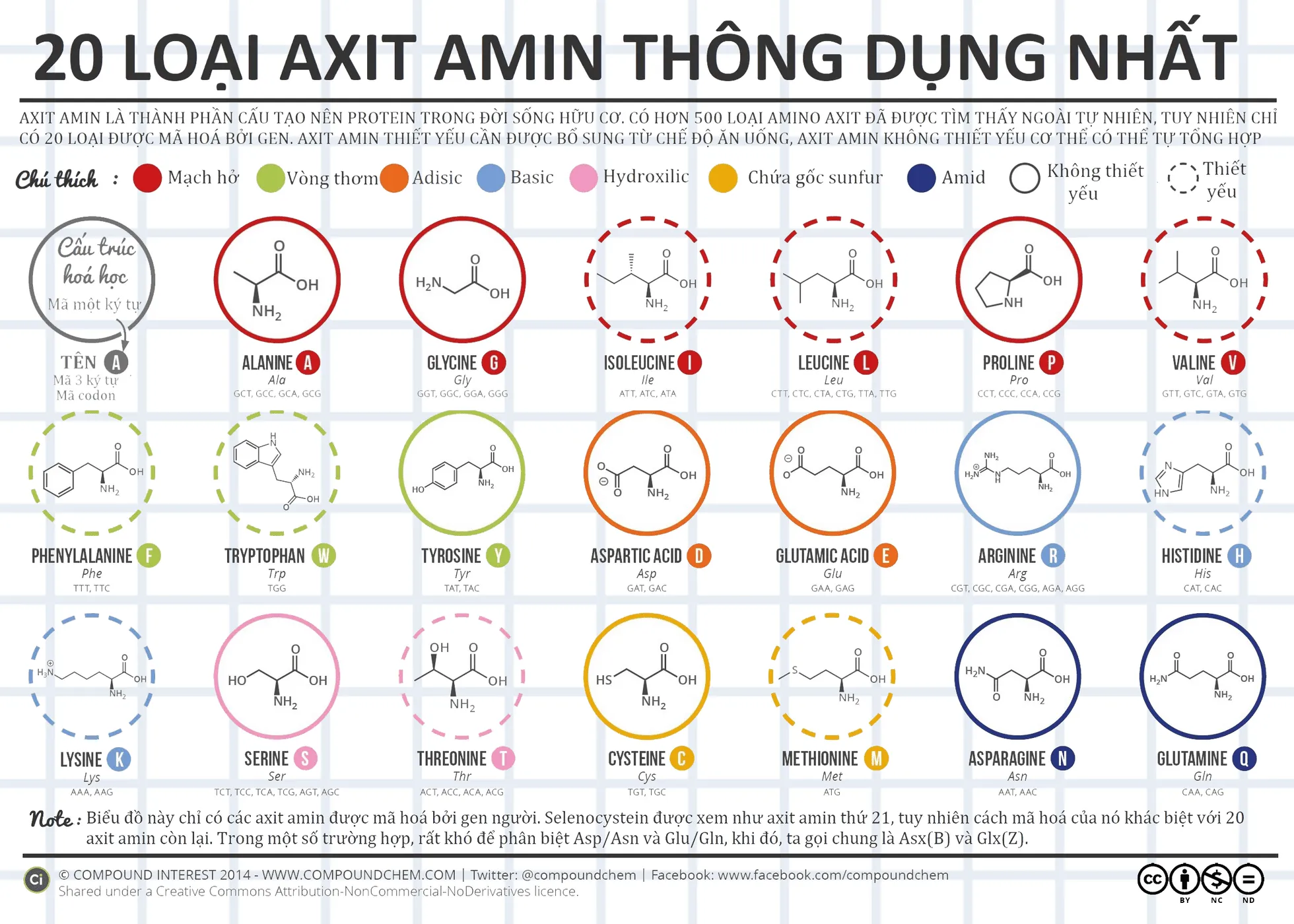 Tầm quan trọng của axit amin khi thiếu hụt protein