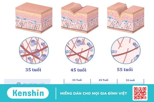 Tầm quan trọng của collagen đối với làn da