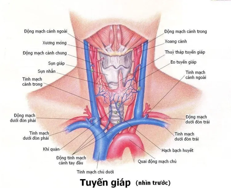 Tầm soát ung thư tuyến giáp có thực sự quan trọng?