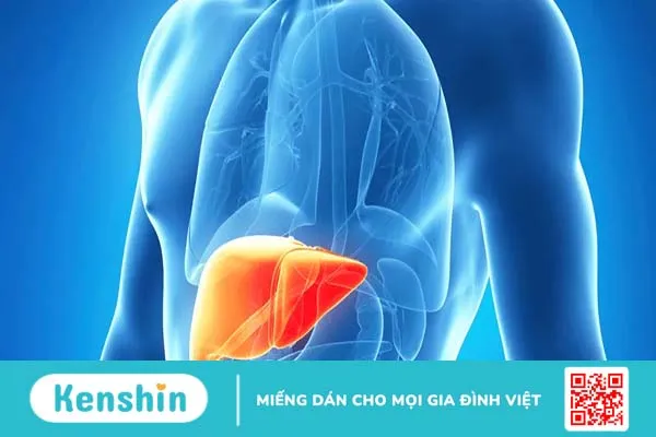 Tăng áp tĩnh mạch cửa: bệnh phổ biến nhưng ít người biết rõ