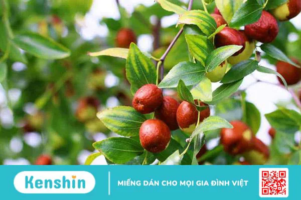 Táo đỏ (táo tàu) là gì? Dinh dưỡng, lợi ích và cách sử dụng