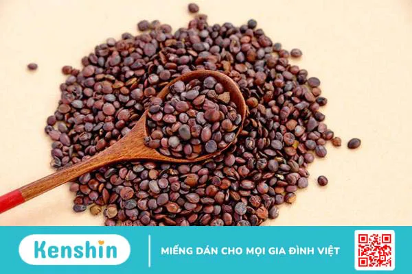 Táo xanh (táo ta): Loại trái cây quen thuộc với nhiều công dụng chữa bệnh