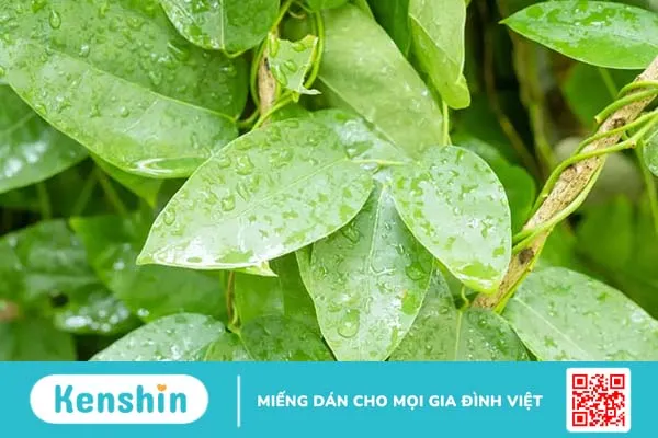 Thạch sương sâm: Món giải nhiệt dân dã nhiều công dụng