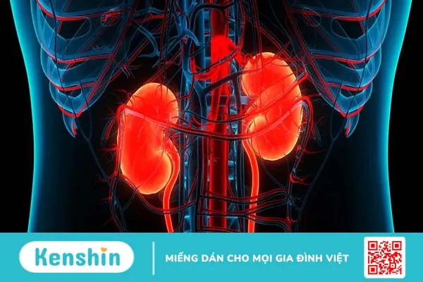 Thận nằm ở đâu? Vị trí của thận trên cơ thể và chức năng