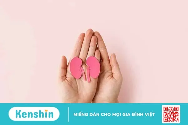 Thận nằm ở đâu? Vị trí của thận trên cơ thể và chức năng