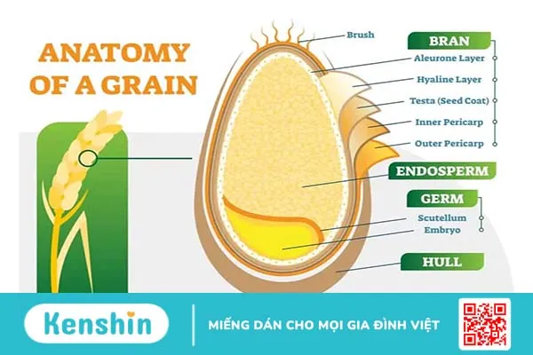 Thành phần dinh dưỡng của gạo lứt có gì đặc biệt?