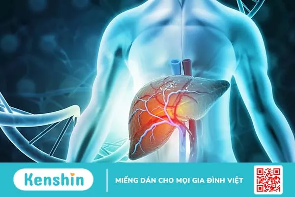 Thuốc mát gan là gì? Mách bạn 8 thuốc mát gan phổ biến