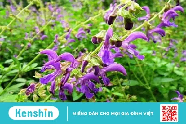 Thuốc nam chữa bệnh suy tim: Vàng thau lẫn lộn, làm sao chọn đúng?