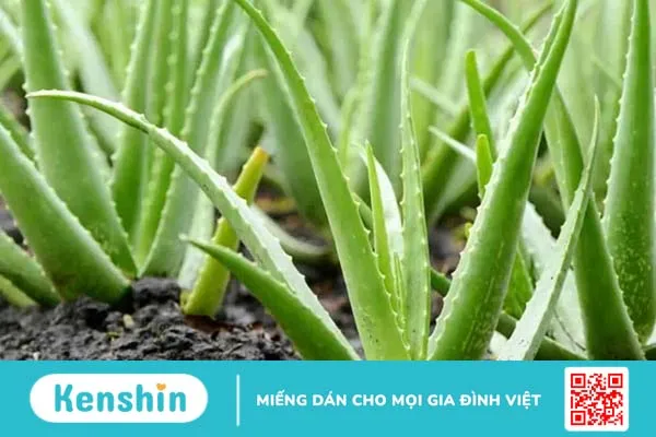 Thuốc trị viêm đại tràng và những điều bạn cần biết