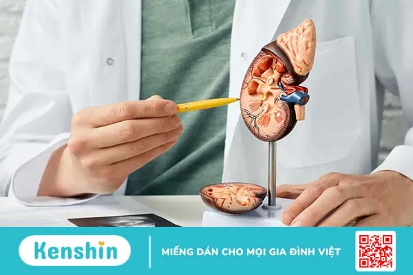 Tiên lượng ung thư thận là gì? Các yếu tố ảnh hưởng