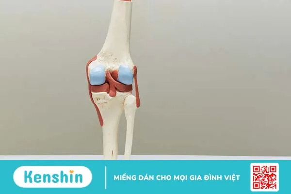 Tìm hiểu cấu tạo khớp gối – Khớp lớn nhất trong cơ thể