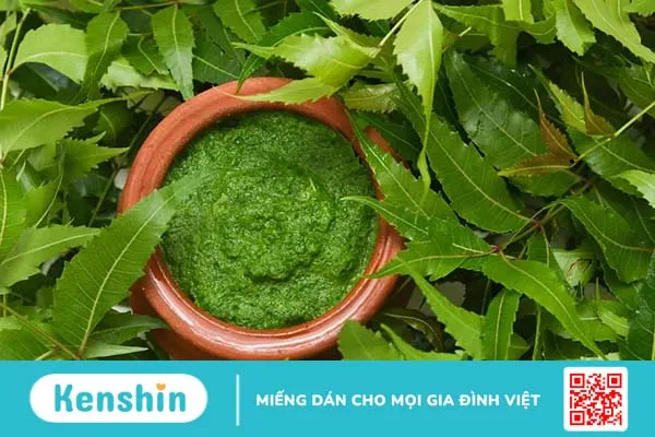 Tìm hiểu lá cây chữa bệnh tiểu đường với 5 loại hiệu quả, dễ kiếm nhất