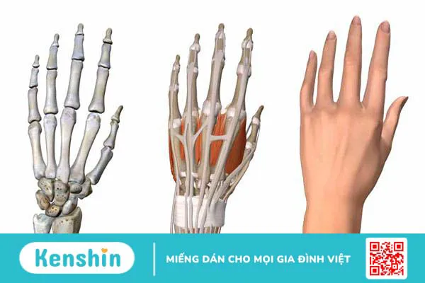 Tìm hiểu về cấu tạo bàn tay và các chấn thương thường gặp