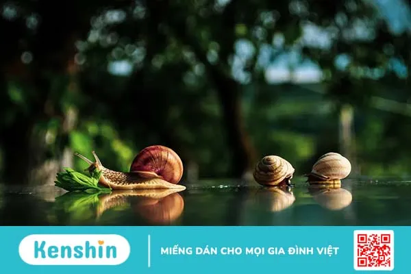 Tinh chất ốc sên trong mỹ phẩm có tác dụng gì cho da?