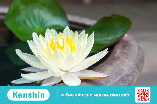 Tinh dầu hoa sen và những công dụng có thể bạn chưa biết