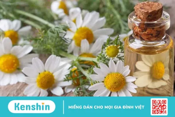 Tinh dầu trị thâm: Vũ khí dưỡng da âm thầm nhưng hiệu quả