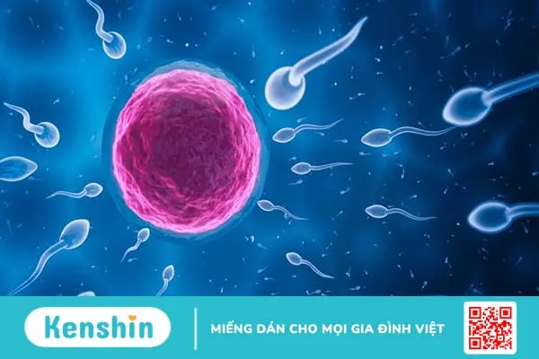 Tinh trùng ít là bệnh gì? Nguyên nhân và triệu chứng dễ nhận biết