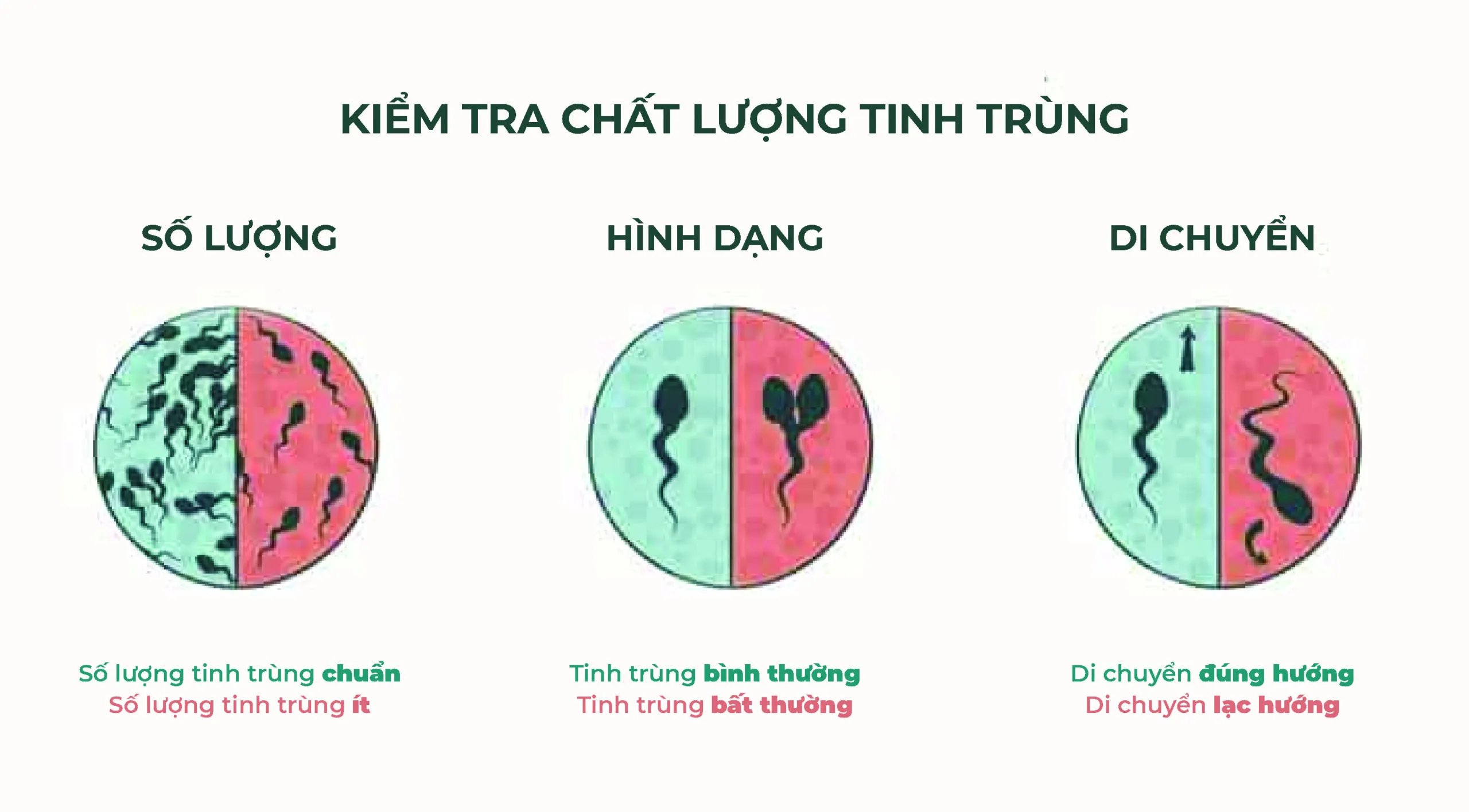 Tinh trùng mạnh nhất, khỏe nhất khi nào trong ngày?