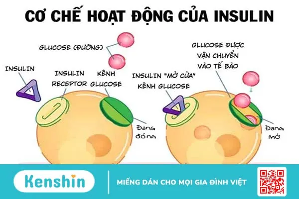 Tóm tắt giúp bạn dễ tìm hiểu về bệnh tiểu đường