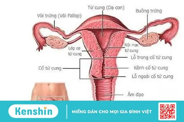 Top 24 sự thật kinh ngạc về vùng kín phụ nữ bạn chưa biết