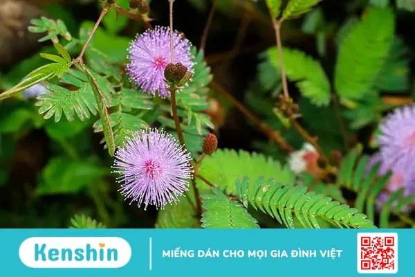 Top 4 mẹo chữa mất ngủ dân gian không cần thuốc ít người biết