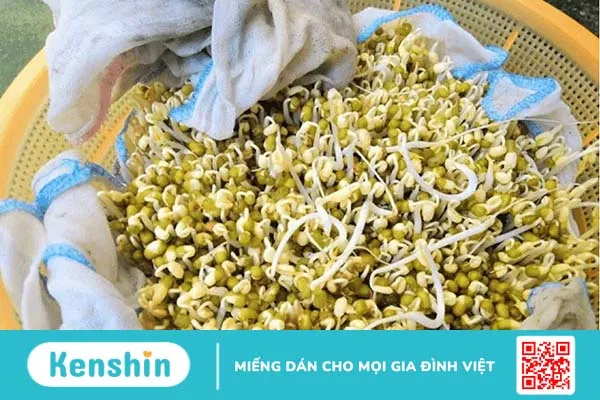 TOP 6 cách làm giá đỗ sạch tại nhà cực kỳ đơn giản