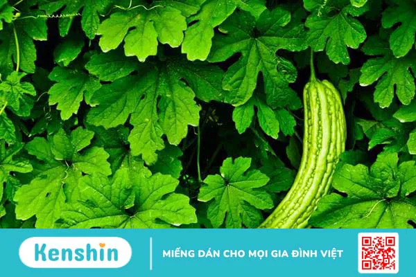 Top các loại lá tắm cho trẻ sơ sinh an toàn, hiệu quả, dễ tìm và tốt nhất