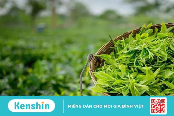 Trà assam: Loại thảo mộc quý ở Ấn Độ