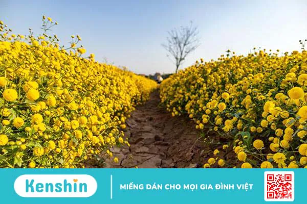 Trà hoa cúc mật ong có tác dụng gì? Cách pha trà thơm ngon đúng vị