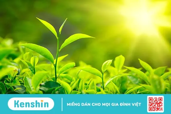 Trẻ bị sởi tắm lá gì? 7 loại lá trị sởi hiệu quả và an toàn cho trẻ nhỏ